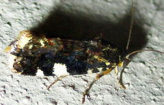 Acontia imitatrix