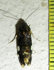 Acontia imitatrix