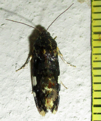 Acontia imitatrix