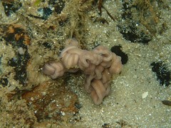 Baseodiscus delineatus