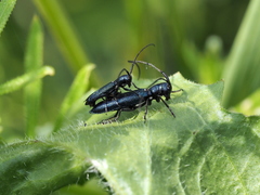 Agapanthiola leucaspis