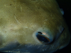 Contusus brevicaudus