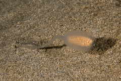 Sycozoa pulchra