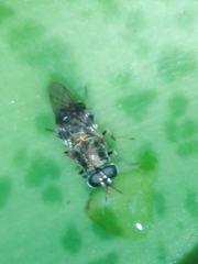 Adoxomyia heminopla