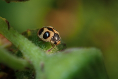 Platynaspis maculosa