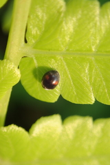 Cryptogonus orbiculus