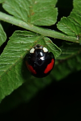 Coelophora biplagiata