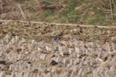 Falco tinnunculus