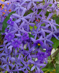 Xylocopa flavonigrescens
