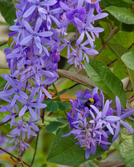 Xylocopa flavonigrescens