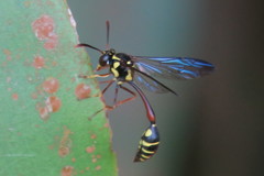 Eustenogaster micans