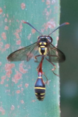 Eustenogaster micans