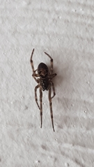 Steatoda nobilis