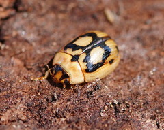 Peltoschema hamadryas