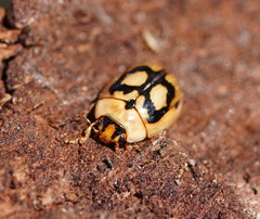 Peltoschema hamadryas