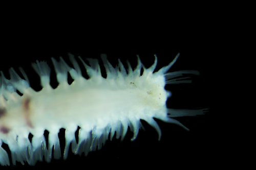 Representative image of Poecilochaetus