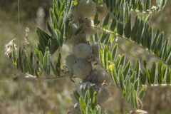 Astragalus sieversianus