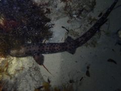 Aulohalaelurus labiosus