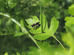 Choerades fuliginosa