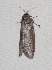Lepidoscia euryptera
