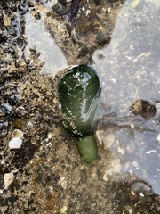 Metabonellia haswelli