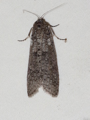 Lepidoscia euryptera