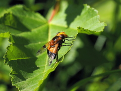 Volucella inflata