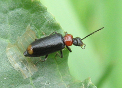Pedilus terminalis
