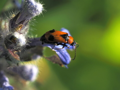 Phyllobrotica elegans