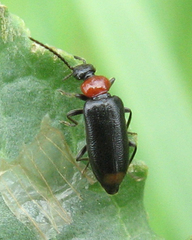 Pedilus terminalis