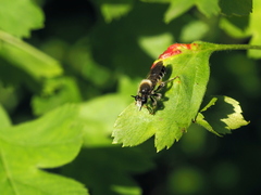 Choerades fuliginosa