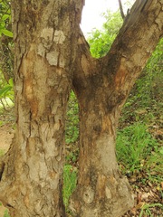 Oncoba spinosa