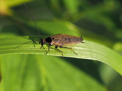 Ectobius erythronotus