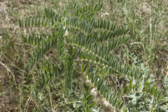 Astragalus sieversianus