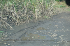 Foudia madagascariensis