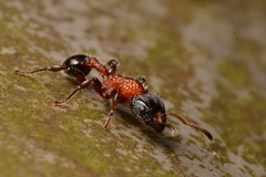 Dilobocondyla