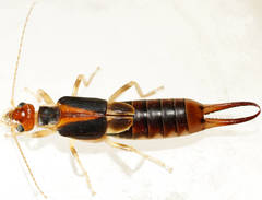 Labidura truncata