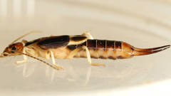 Labidura truncata