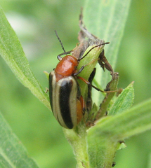 Zonitis bilineata