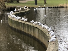 Chroicocephalus ridibundus