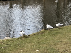 Chroicocephalus ridibundus