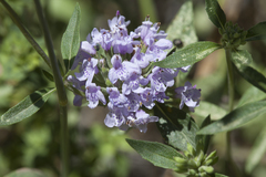 Ziziphora pedicellata