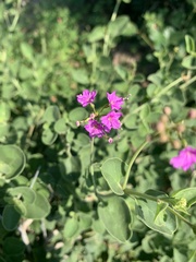 Commicarpus pentandrus