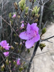 Rhododendron farrerae