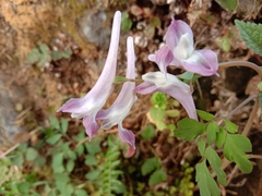 Corydalis leptocarpa