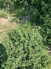 Commicarpus pentandrus