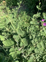 Commicarpus pentandrus