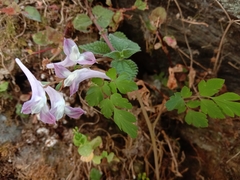 Corydalis leptocarpa