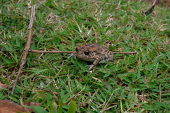 Sclerophrys gutturalis