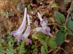 Corydalis leptocarpa